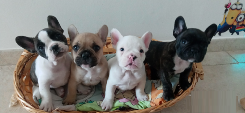 Bouledogue Francese: Meravigliosi Cuccioli Disponibili