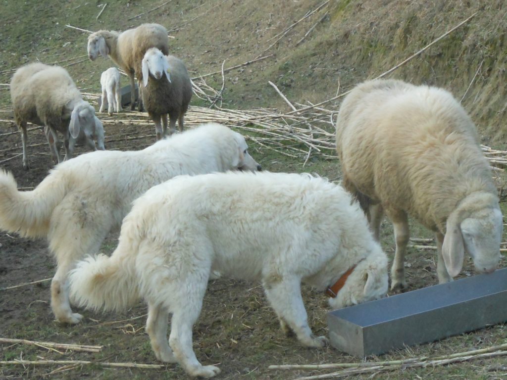 i guardiani del territorio