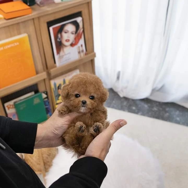 Cuccioli di barboncino toy