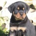 Cuccioli Rottweiler con Pedigree Enci