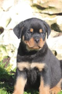 Cuccioli Rottweiler con Pedigree Enci