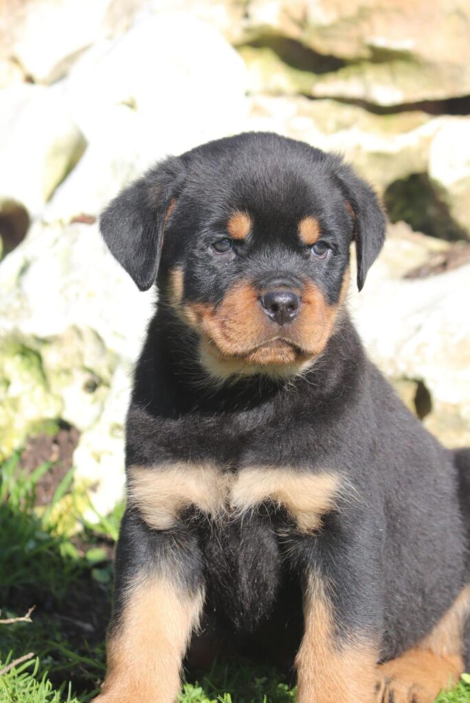 Cuccioli Rottweiler con Pedigree Enci
