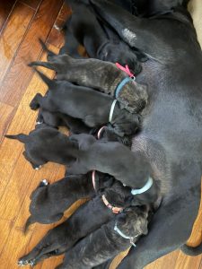 Cuccioli Cane Corso disponibili