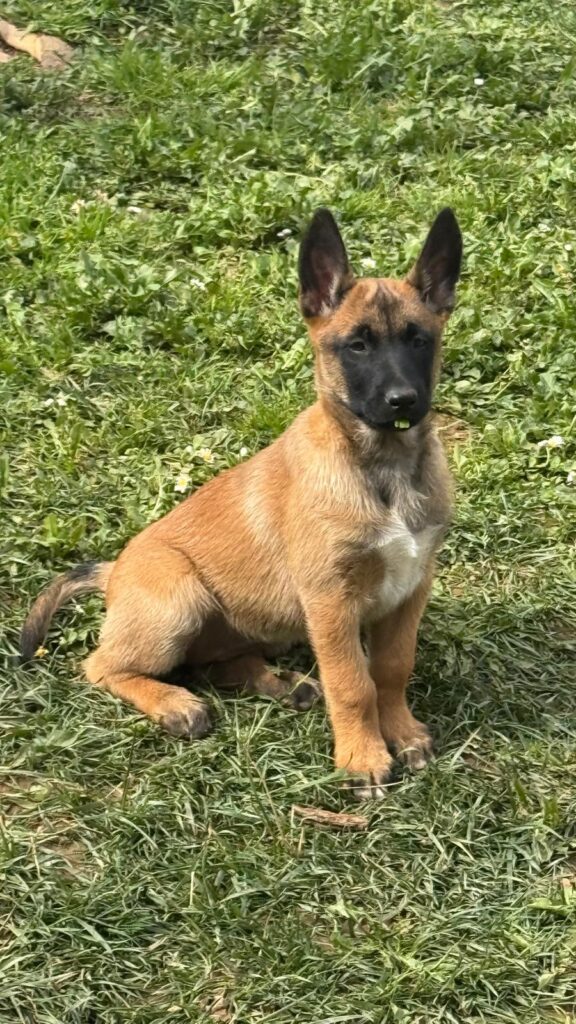 Pastore Belga Malinois Femmina