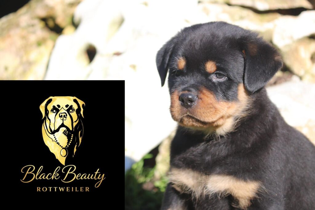 Cuccioli Rottweiler con Pedigree Enci