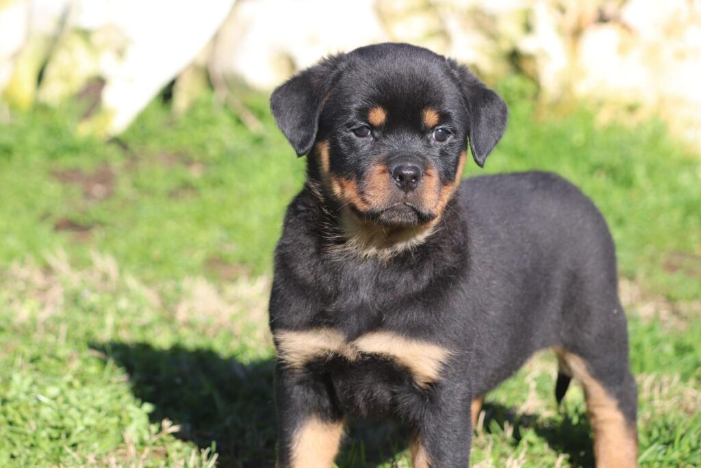 Cuccioli Rottweiler con Pedigree Enci