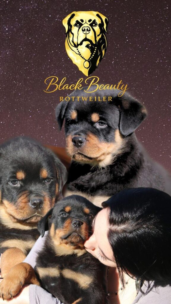 Cuccioli Rottweiler con Pedigree Enci