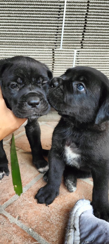 Cuccioli Cane Corso disponibili