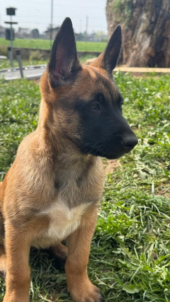 Pastore Belga Malinois Femmina