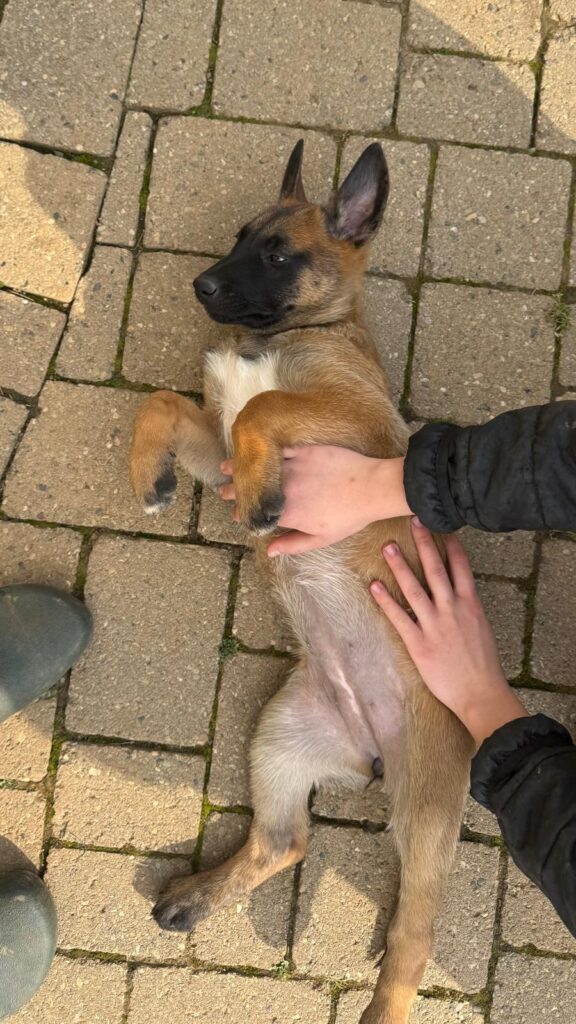 Pastore Belga Malinois Femmina