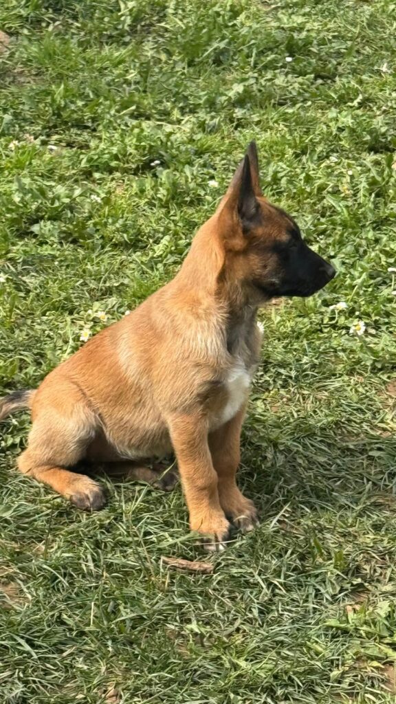 Pastore Belga Malinois Femmina