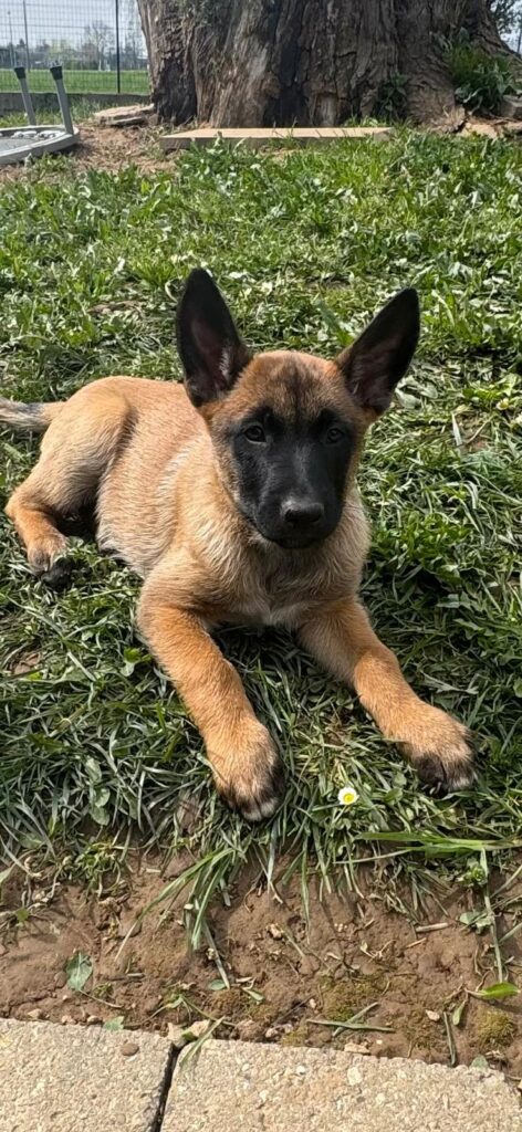 Pastore Belga Malinois Femmina