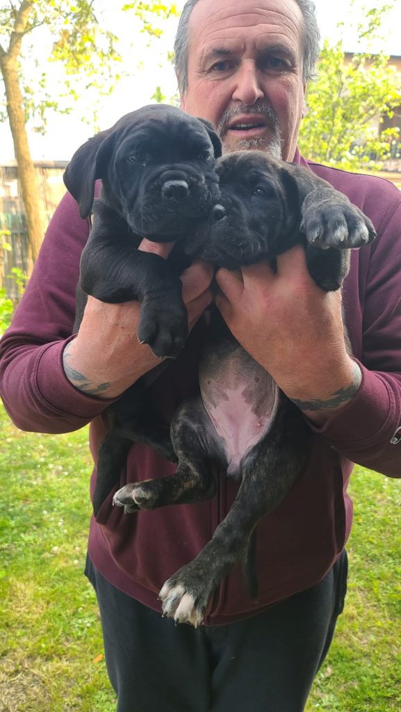 Cuccioli Cane Corso disponibili