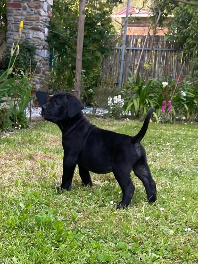 Cuccioli Cane Corso disponibili