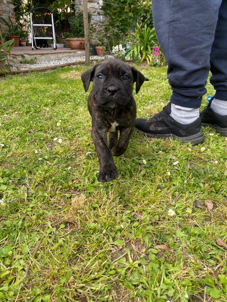 Cuccioli Cane Corso disponibili