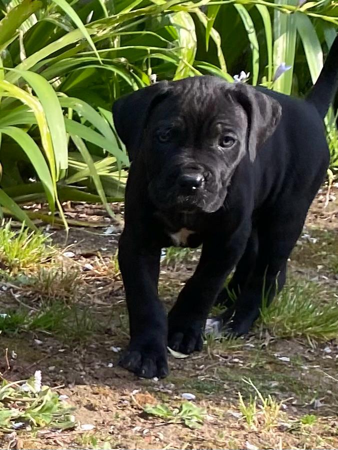 Cuccioli Cane Corso disponibili