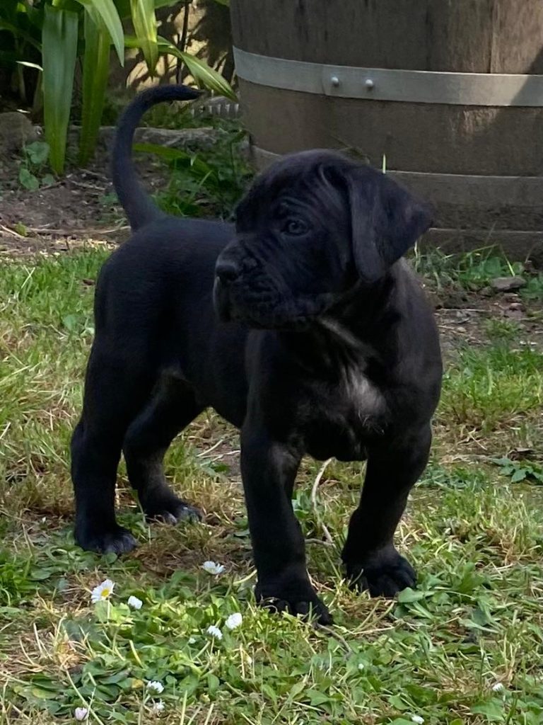 Cuccioli Cane Corso disponibili