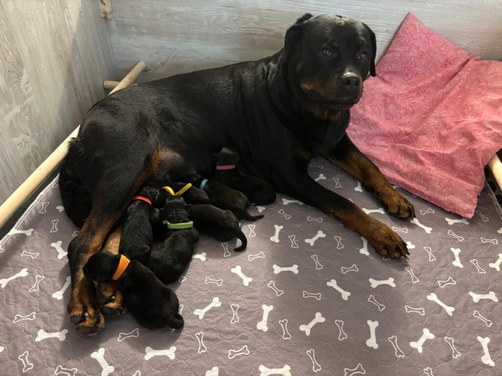 Cuccioli Rottweiler con pedigree