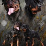 Cuccioli Rottweiler con pedigree