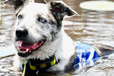 cane che salva koala