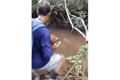 cane salvato da albero