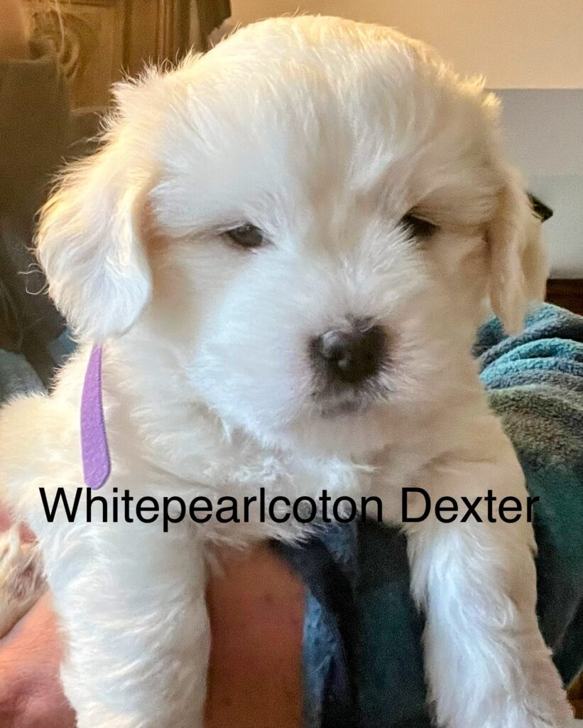 batuffoli di Coton de tulear disponibili