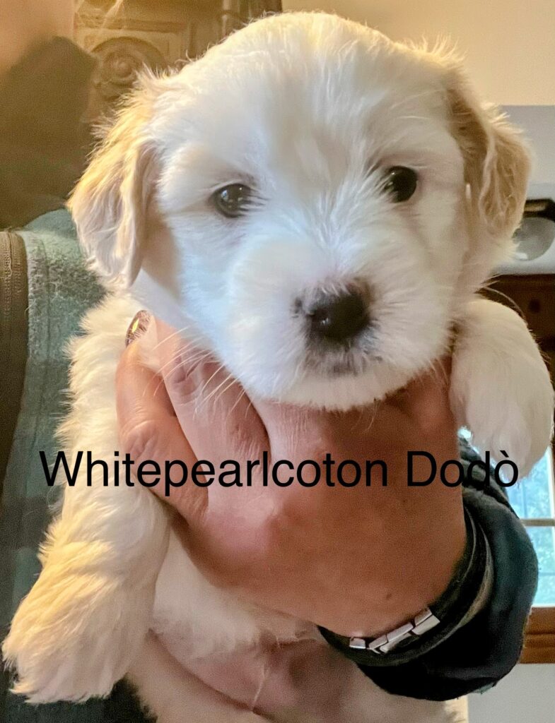 batuffoli di Coton de tulear disponibili