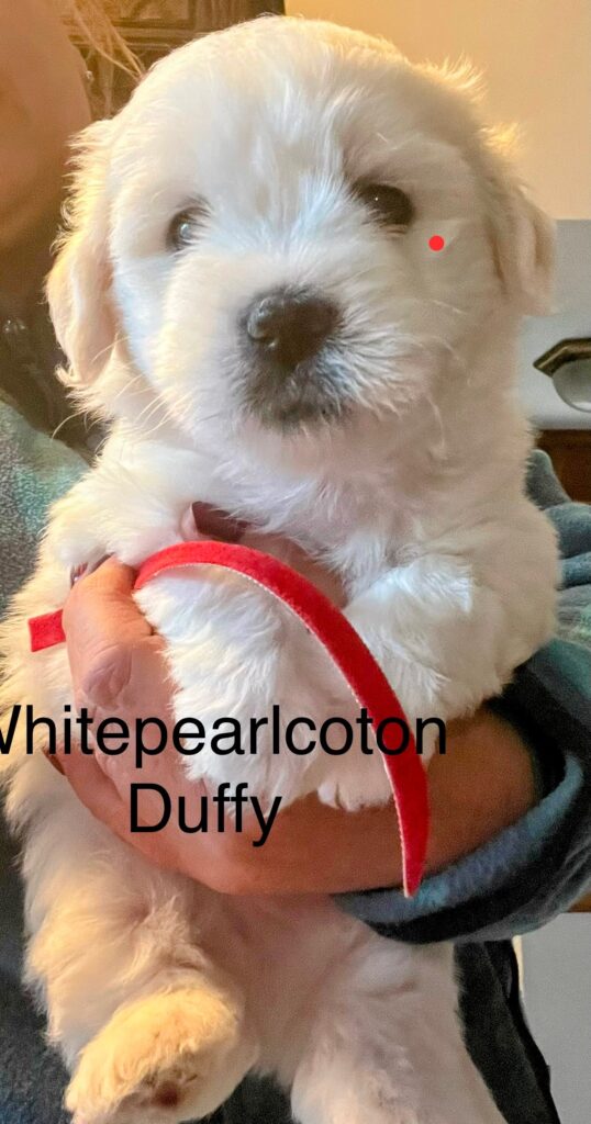 batuffoli di Coton de tulear disponibili