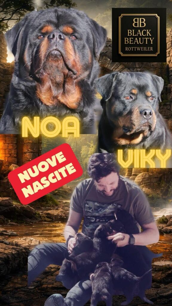 MASCHIO  ROTTWEILER  CON PEDIGREE ENCI