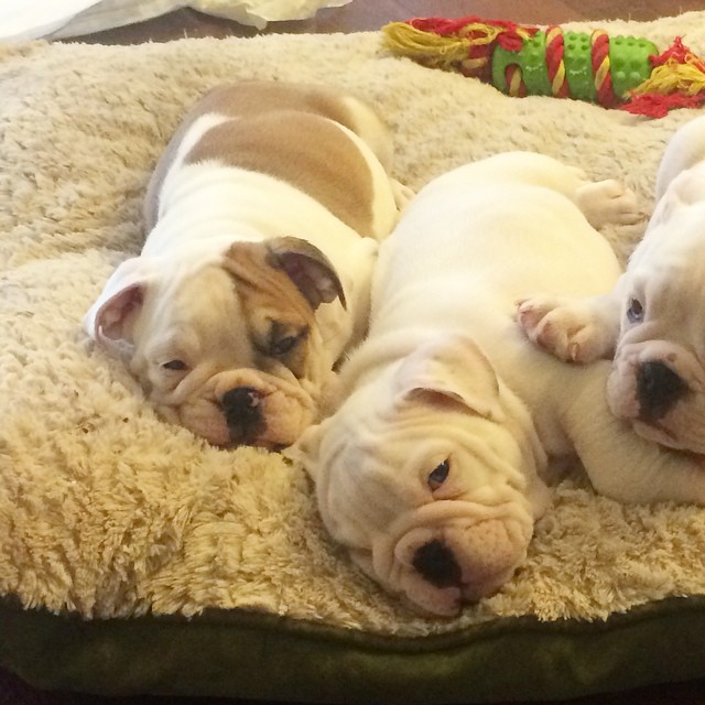 Cuccioli di Bulldog Inglese
