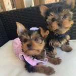 Cuccioli di Yorkshire Terrier