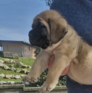 cuccioli mastiff disponibili
