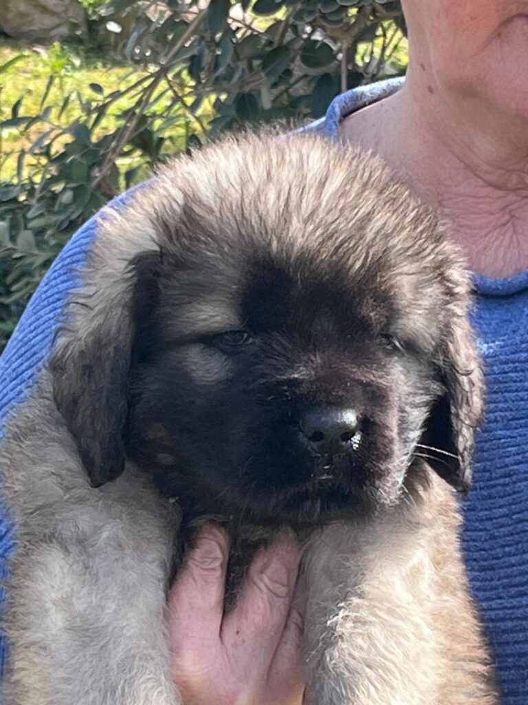 cuccioli mastiff disponibili