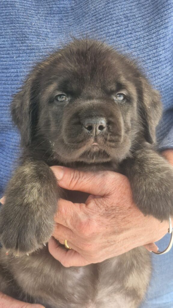 cuccioli mastiff disponibili