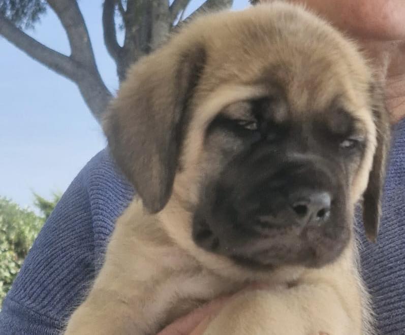 cuccioli mastiff disponibili