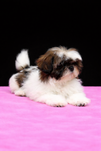 shih tzu