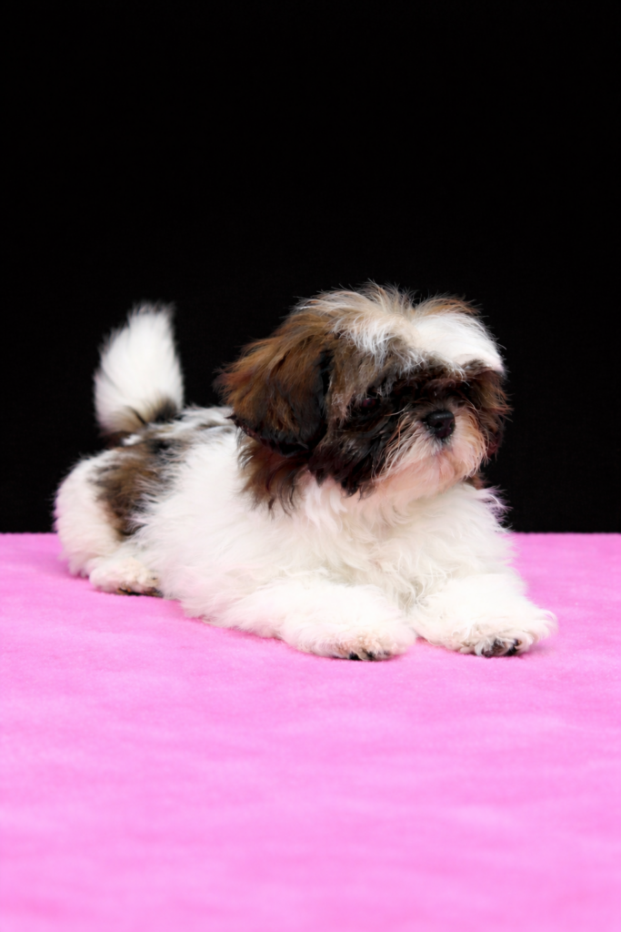 shih tzu