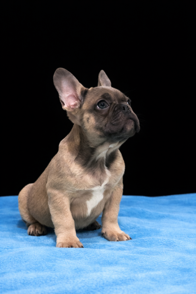bouledogue francese