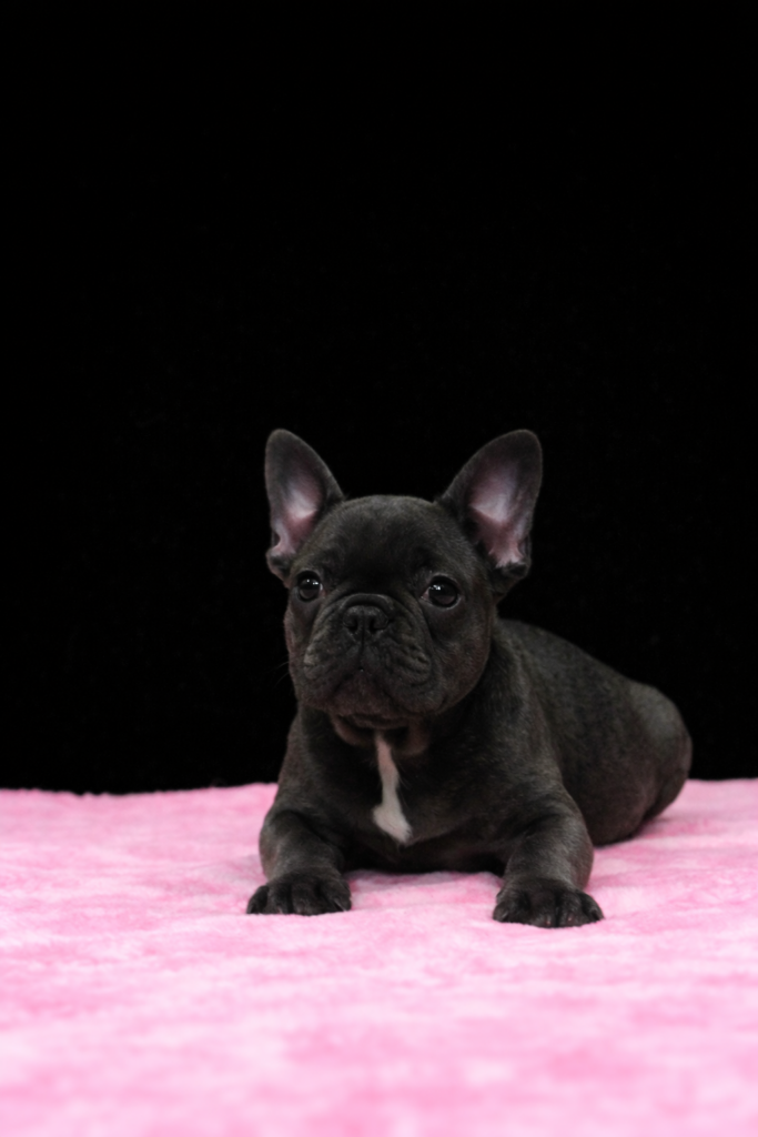 bouledogue francese