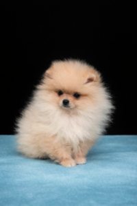 Pomerania maschio