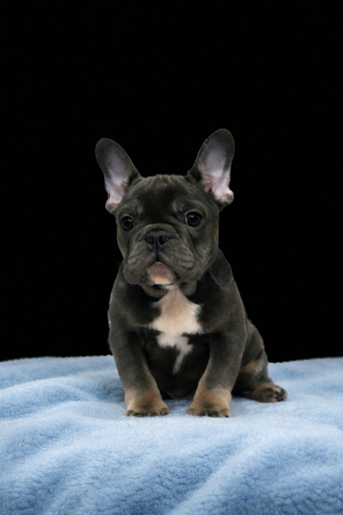 bouledogue francese