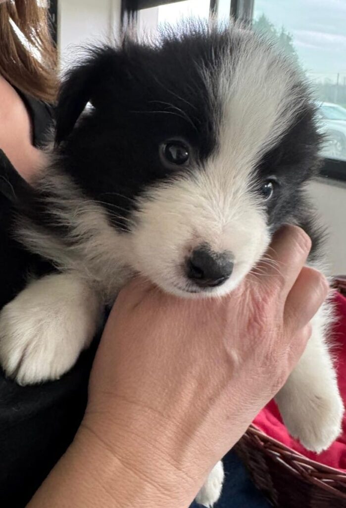 Bellissimi Border Collie