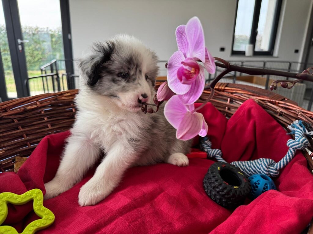 Bellissimi Border Collie