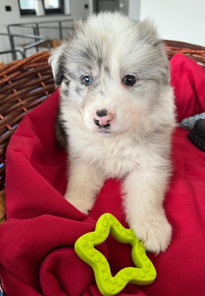 Bellissimi Border Collie