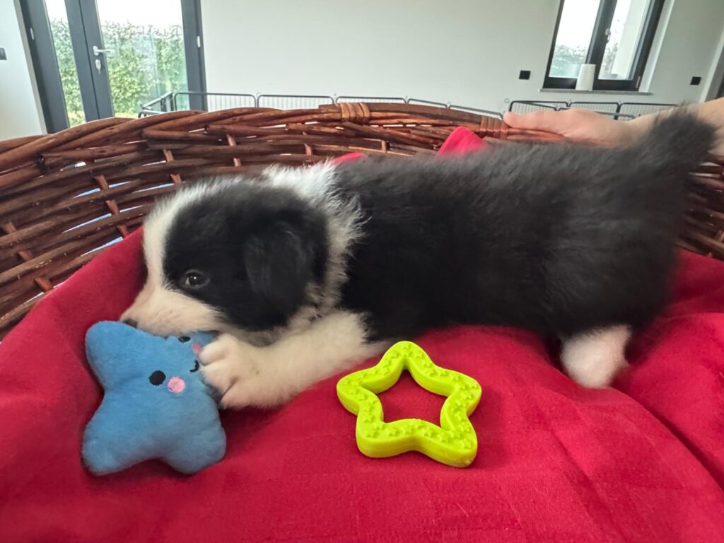 Bellissimi Border Collie