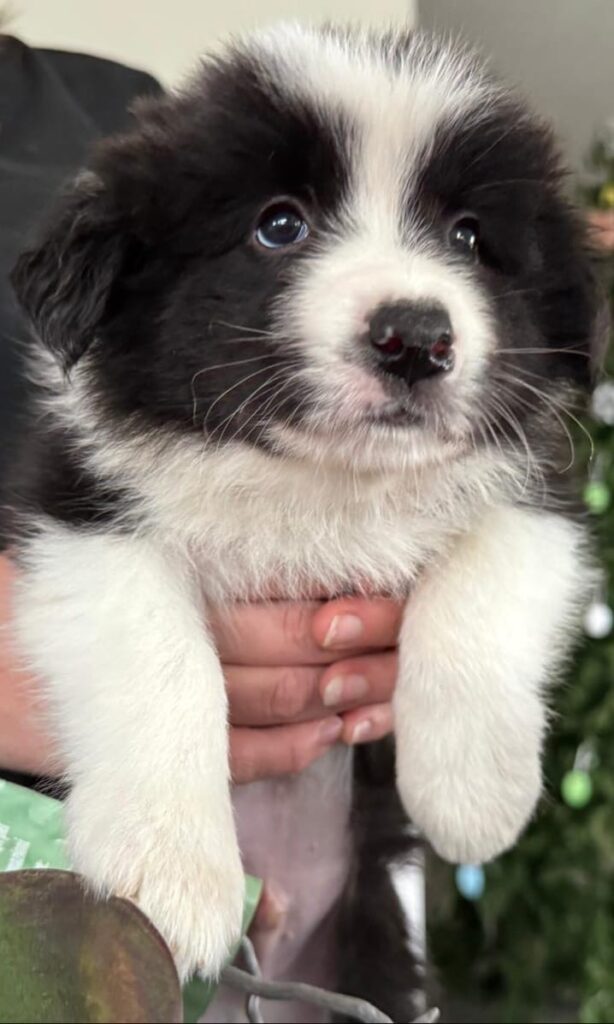 Bellissimi Border Collie