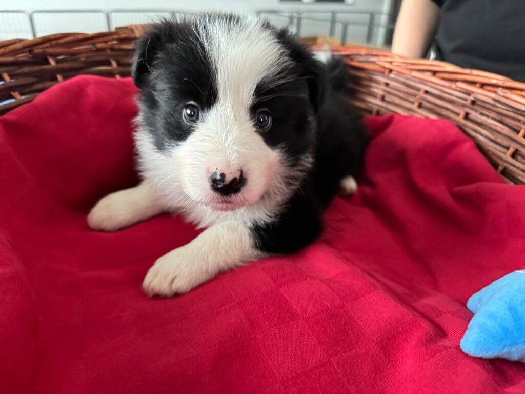 Bellissimi Border Collie