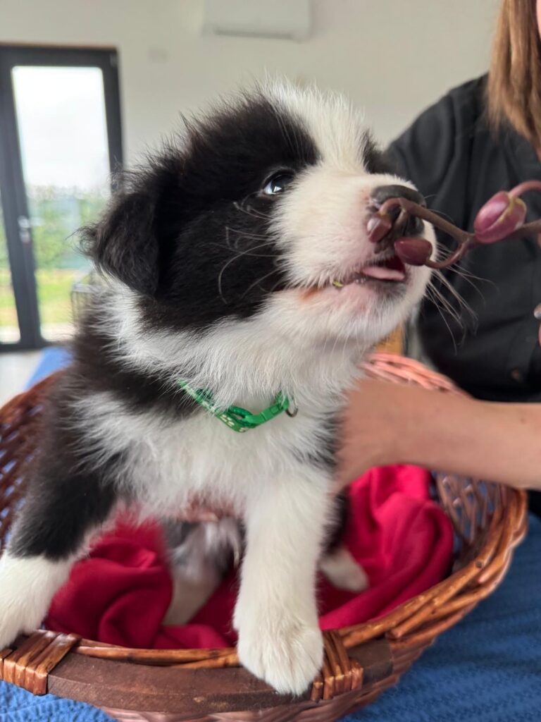 Bellissimi Border Collie