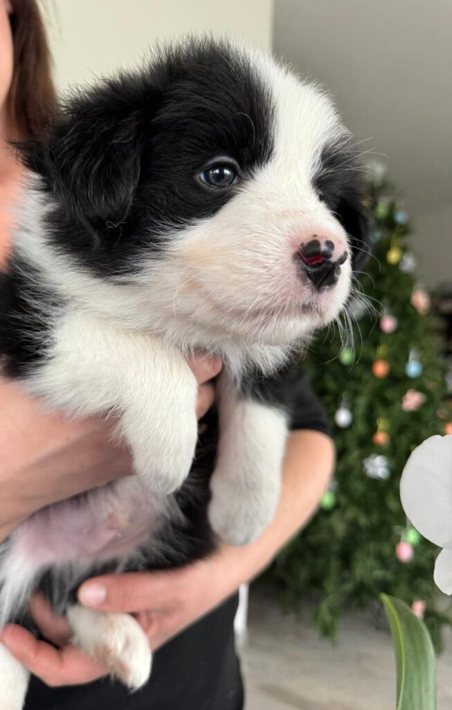 Bellissimi Border Collie