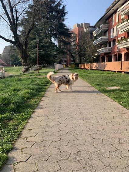 Cucciolo Australian 7 mesi con Pedigree